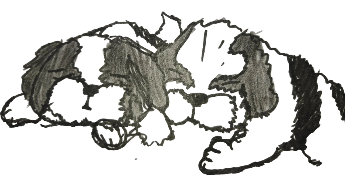 Chachi's Pets